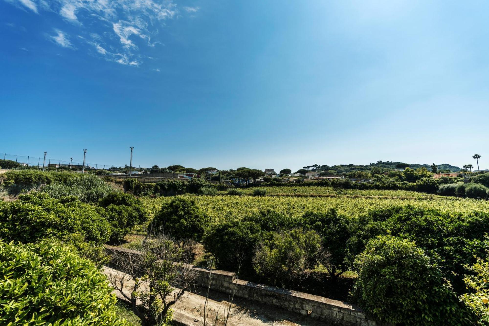 Tenuta Calitto Wine Resort E Spa Ísquia Exterior foto